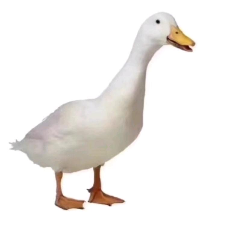 鼹小鼠