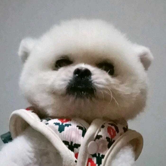 可爱的小博美