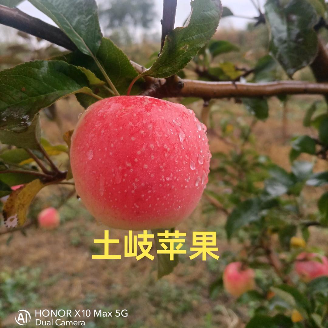 土岐苹果
