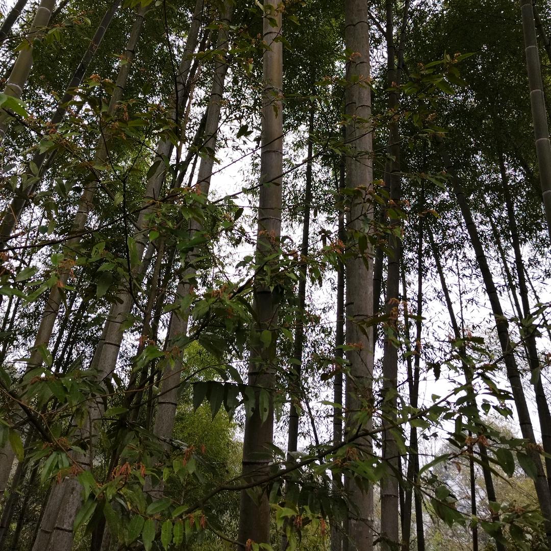 卡车上的水果摊