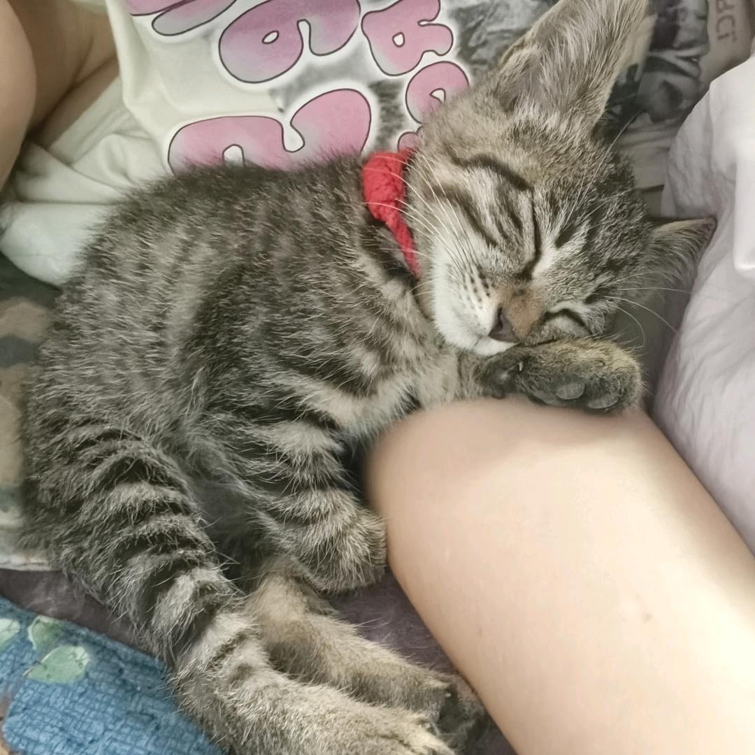 百万是个黏人精！