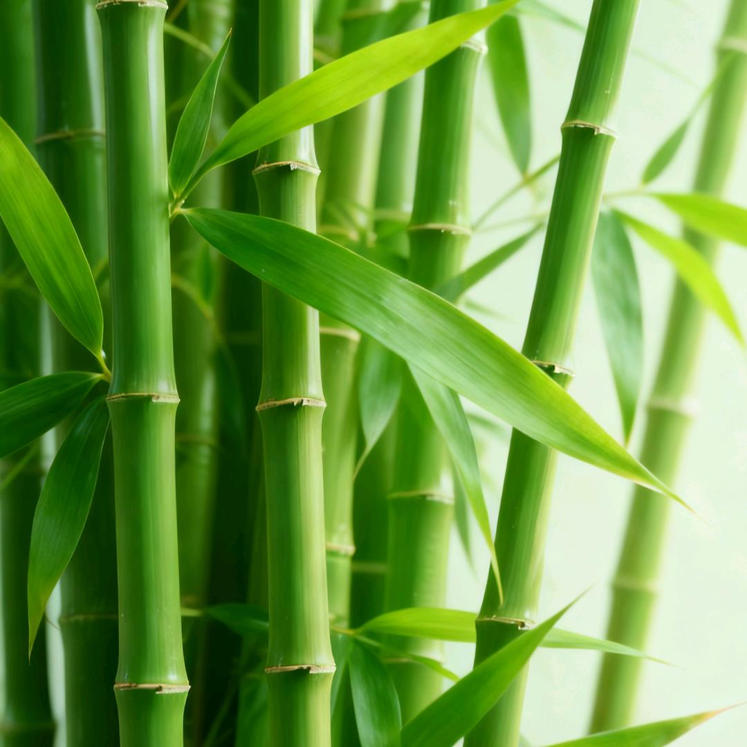 中国魔术第一村王竹红