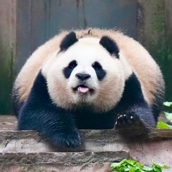 会飞的熊