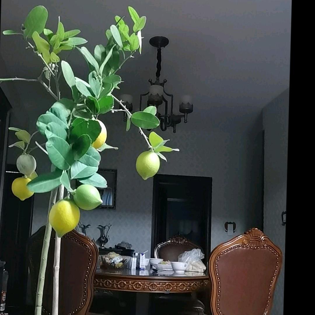 柠檬树🍋