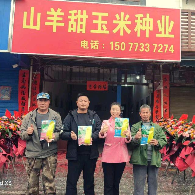 桂林山羊甜玉米