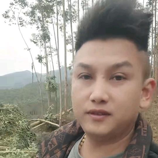 专业的人做专业事小胡主打桉树松树沙树