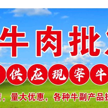 正宗安徽小黄牛，海舟市场批发