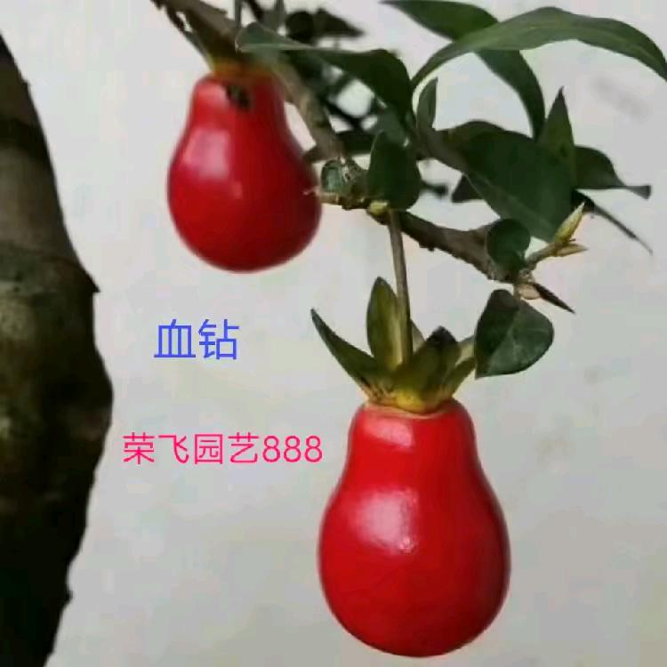 荣飞【金弹子】园艺