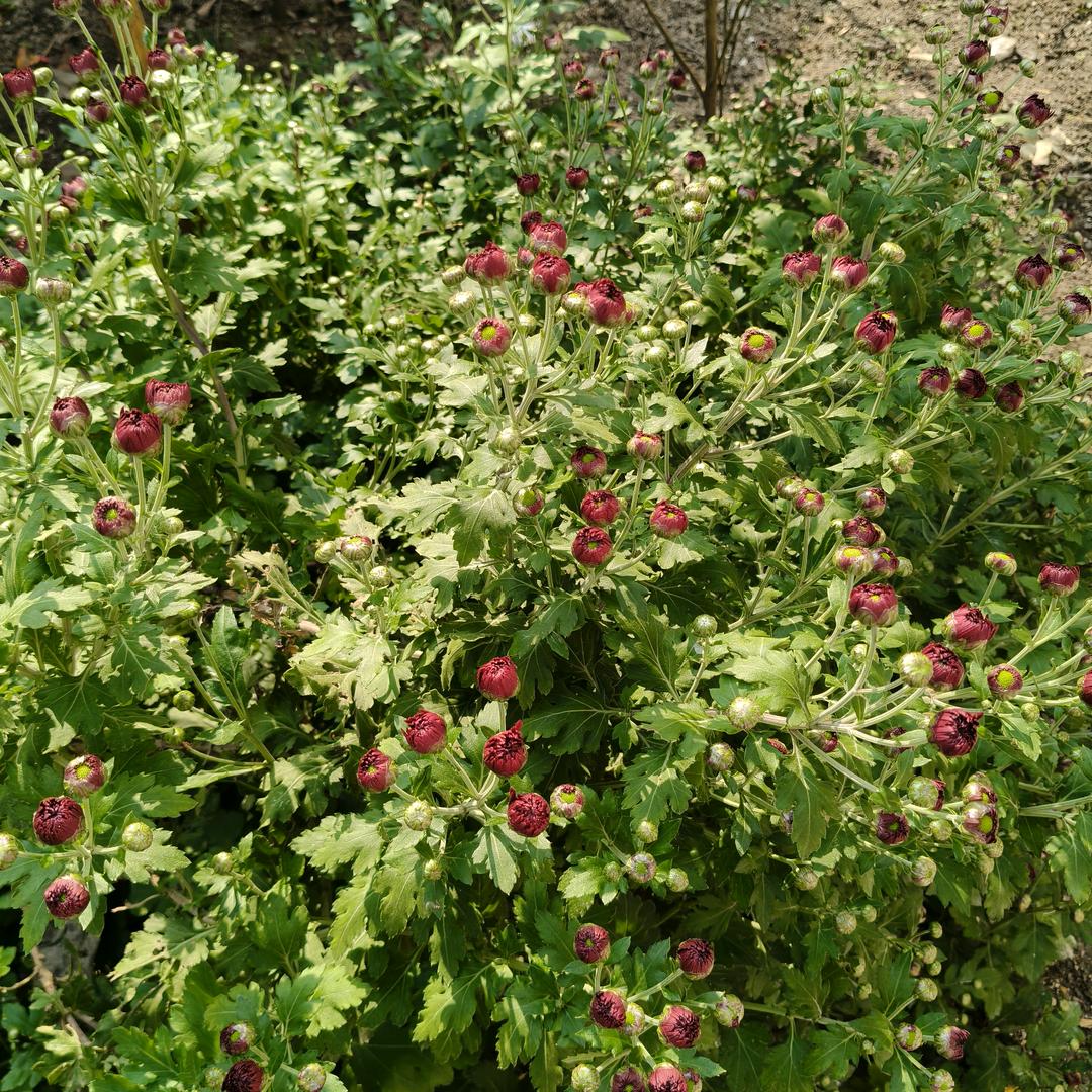 《@♥夏姐姐很拽》👏