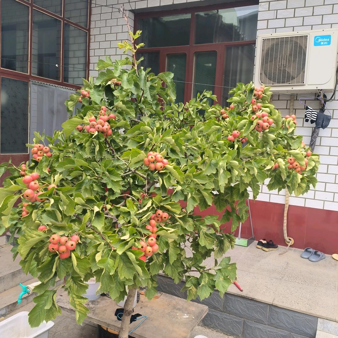 邱县陈家老香油坊