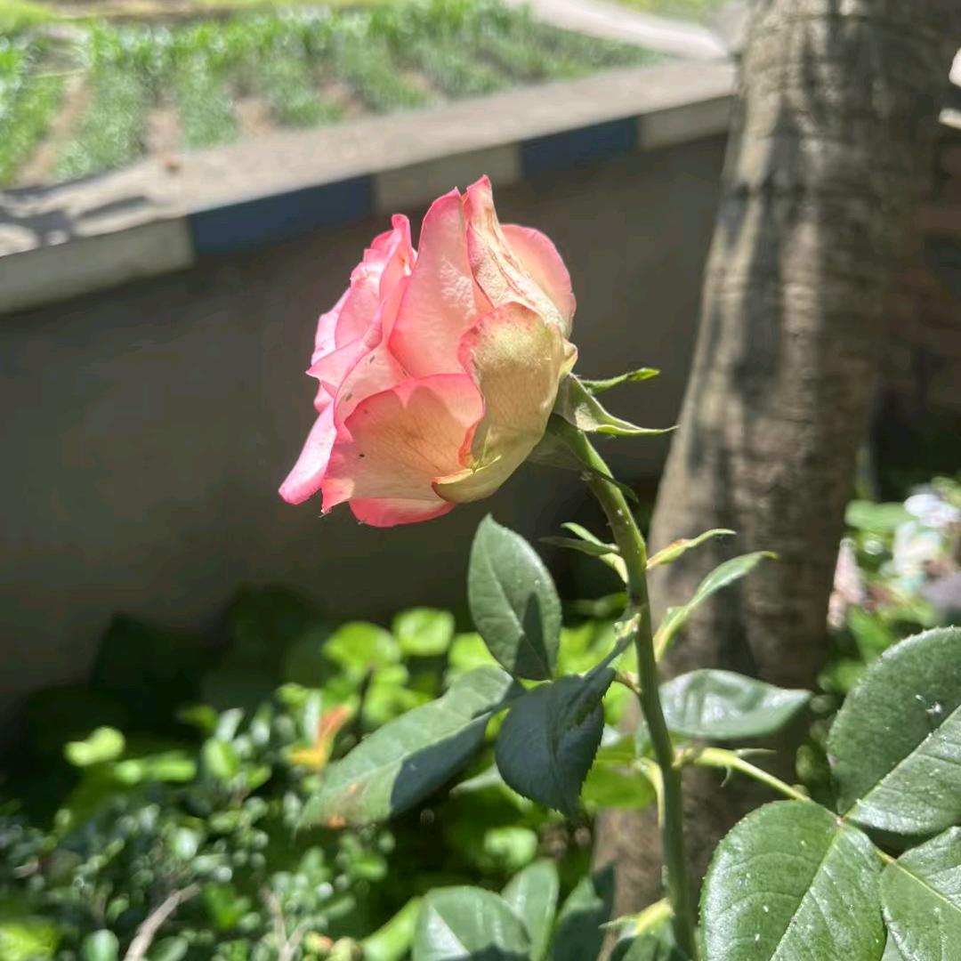 用心等。用心等。等等