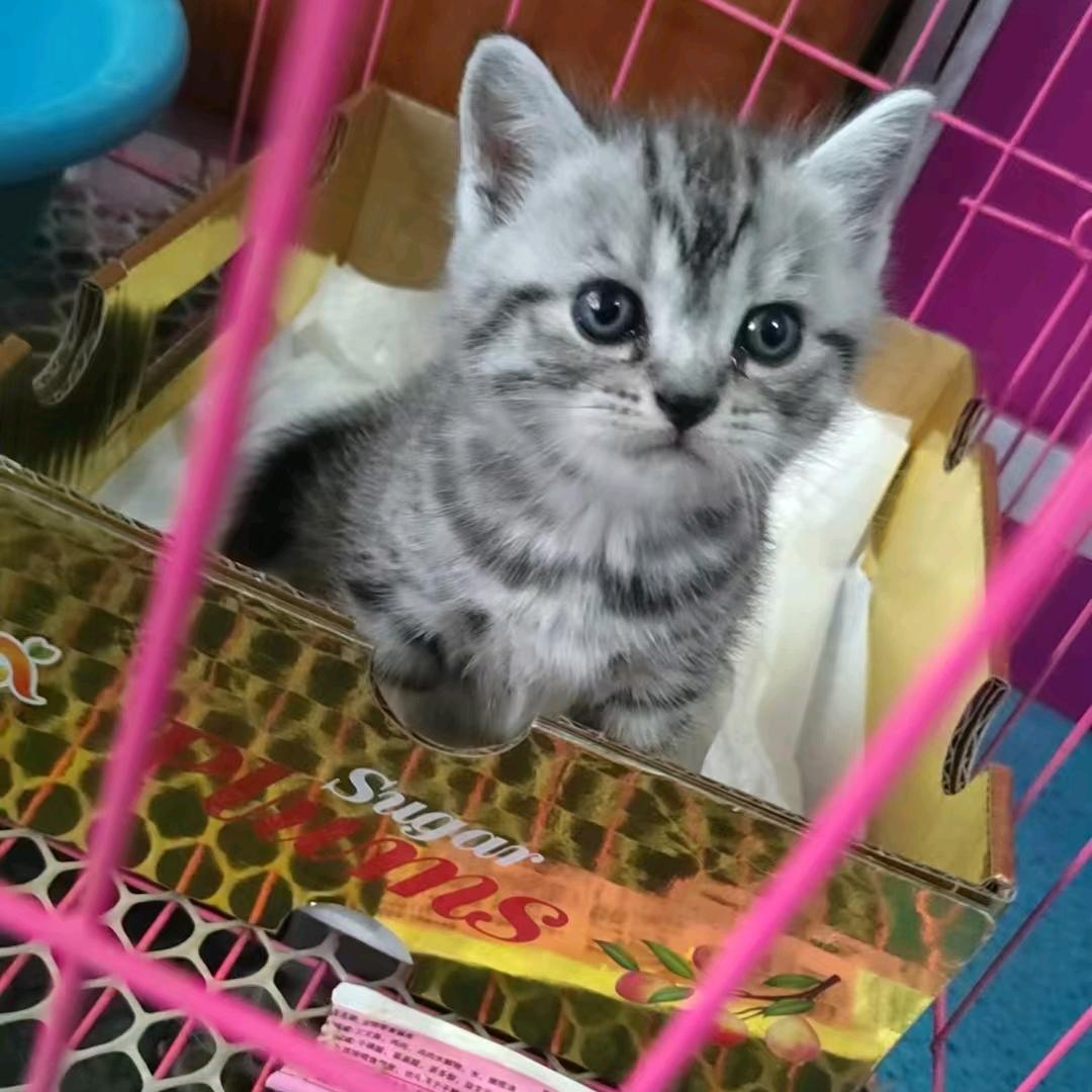 二迷糊