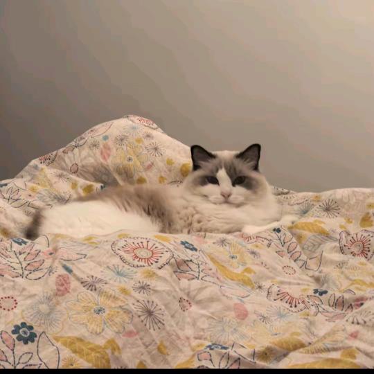 龙华伊