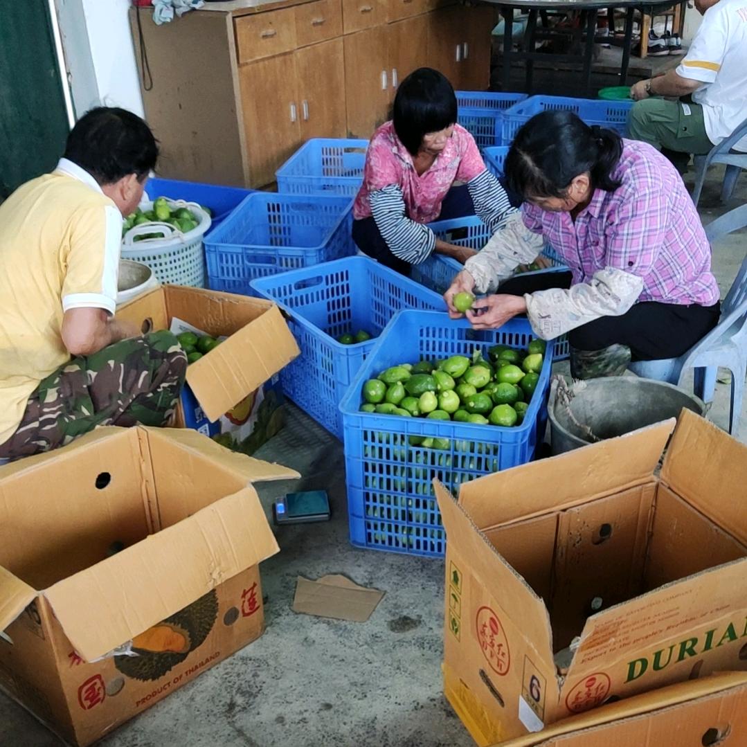 江门广东香水柠檬全国零售批发