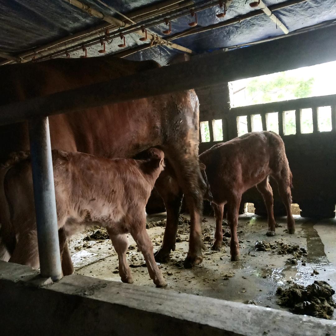 猪🐖牛🐮一家