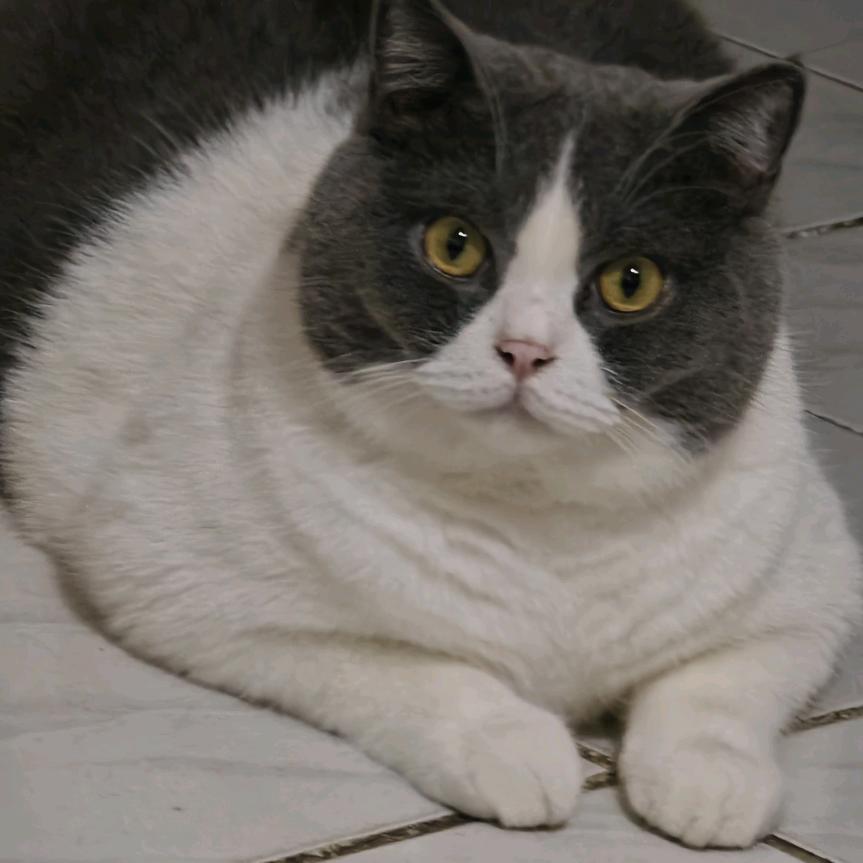 复来