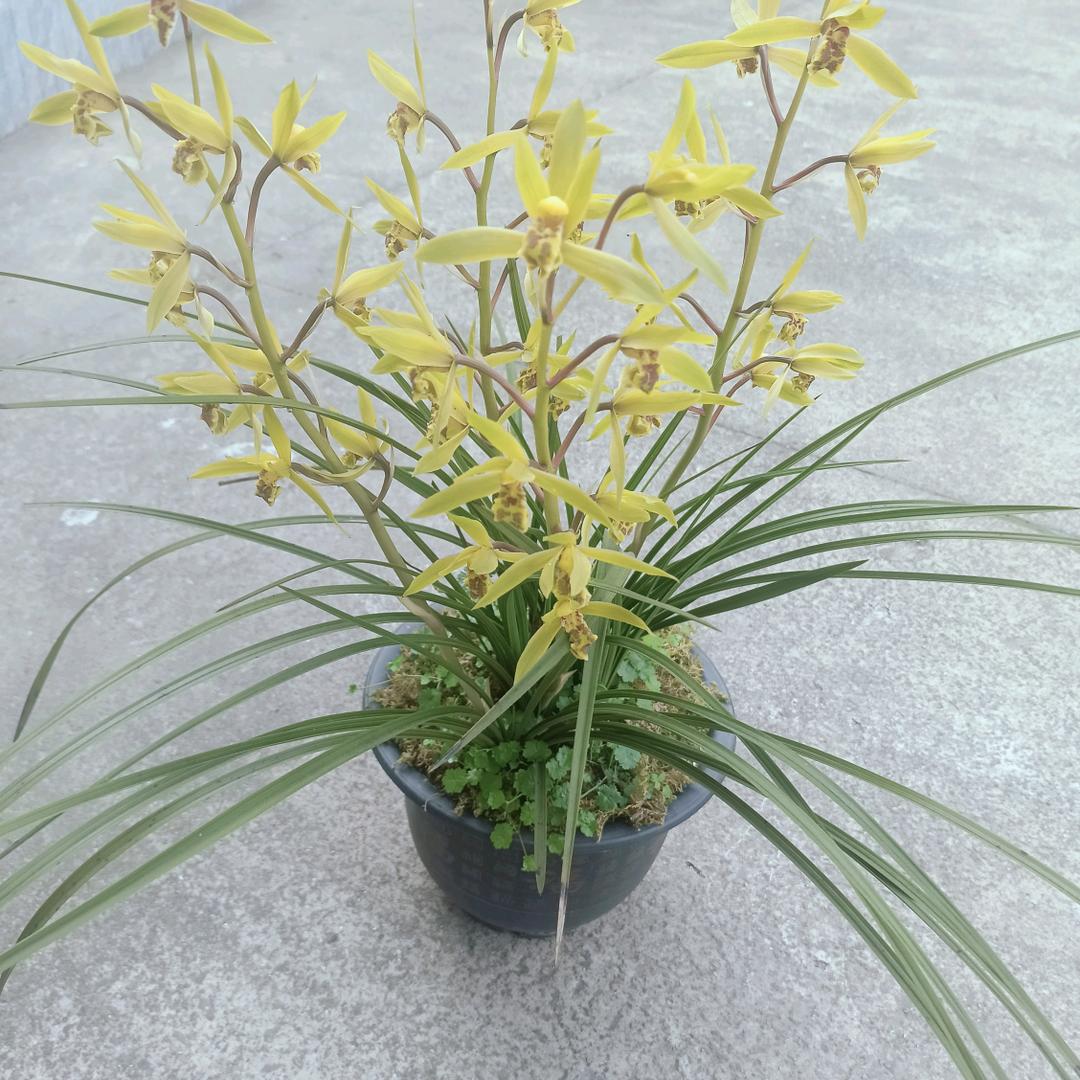 向往明天