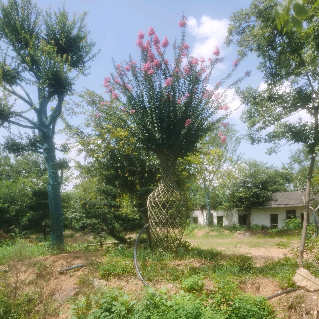 AAA注册公司，承接庭院绿化设计，施工！