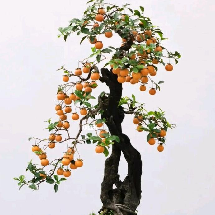 金弹子咏春园艺