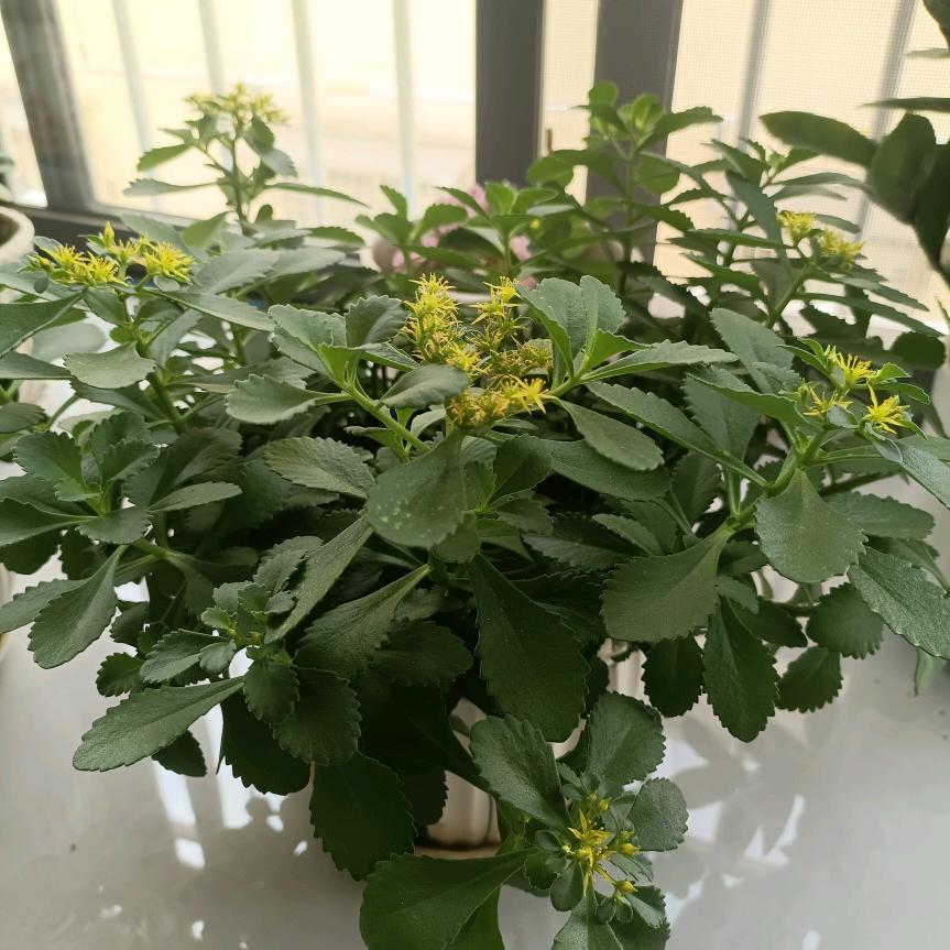 菡菡76338076194