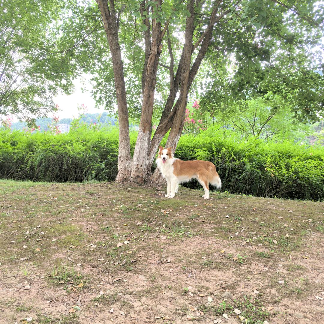 边牧金豆