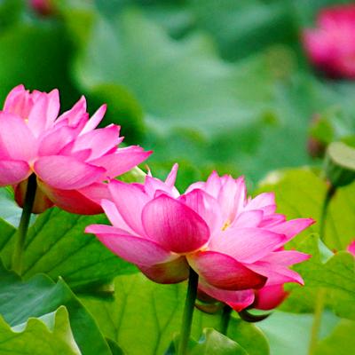 静听五音疗愈
