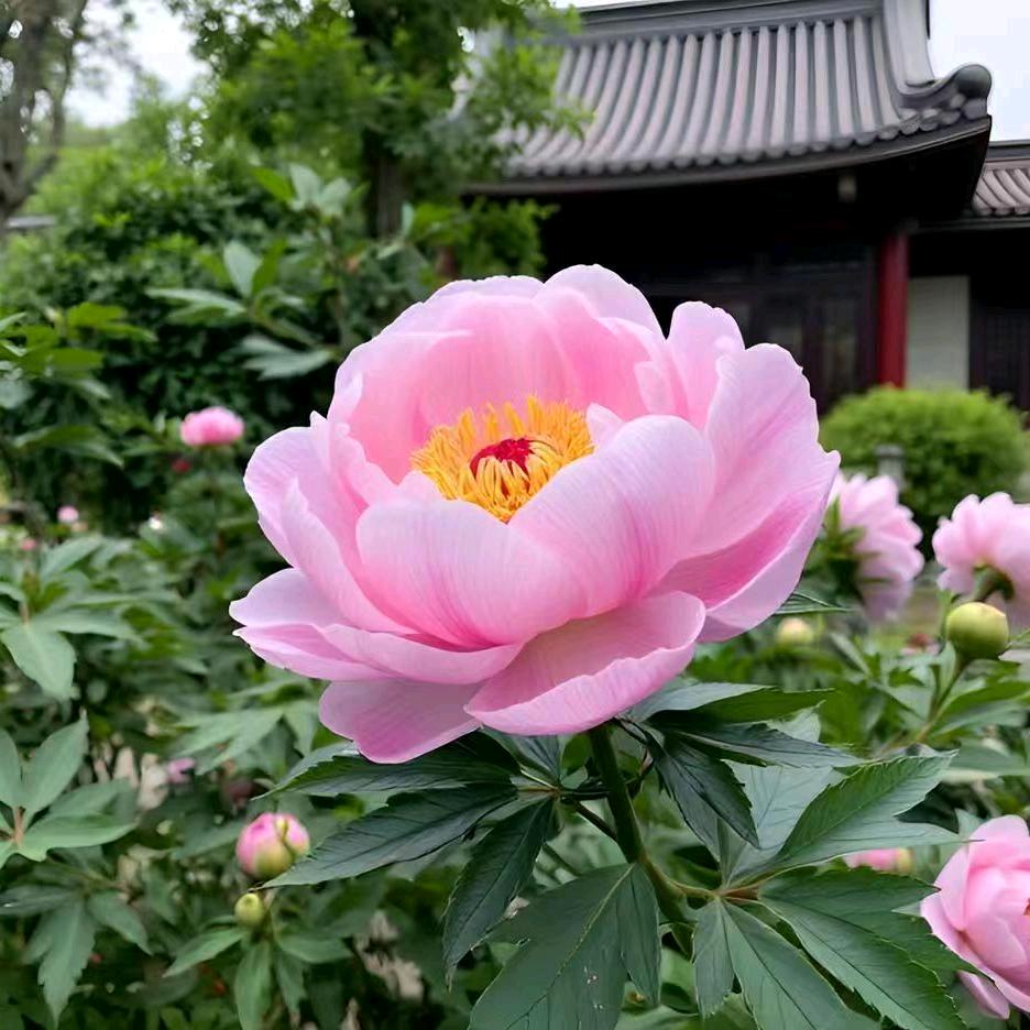 牡丹、