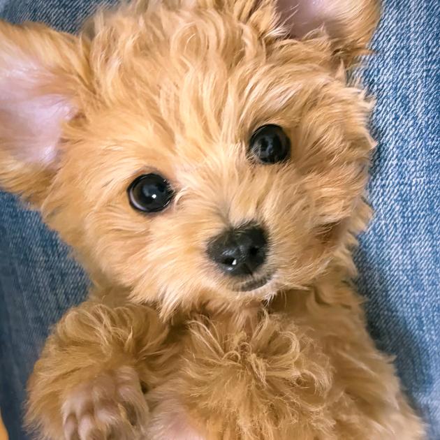 汪汪碎冰冰🐾