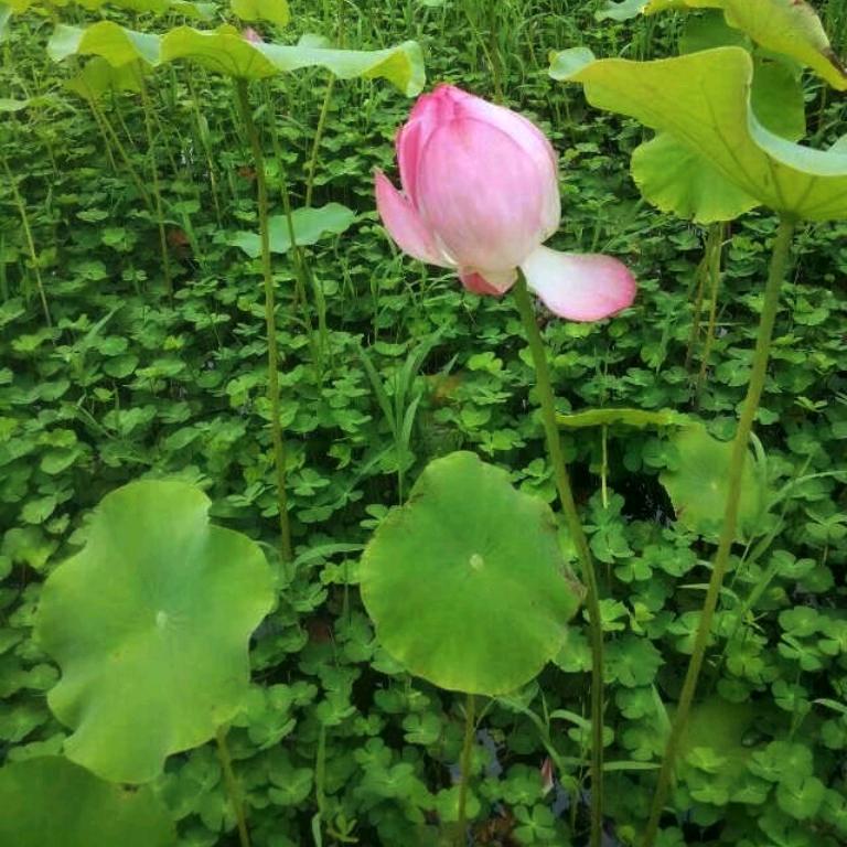 静观福顺