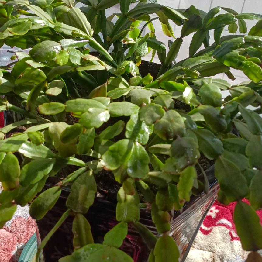 爱你不能说出来