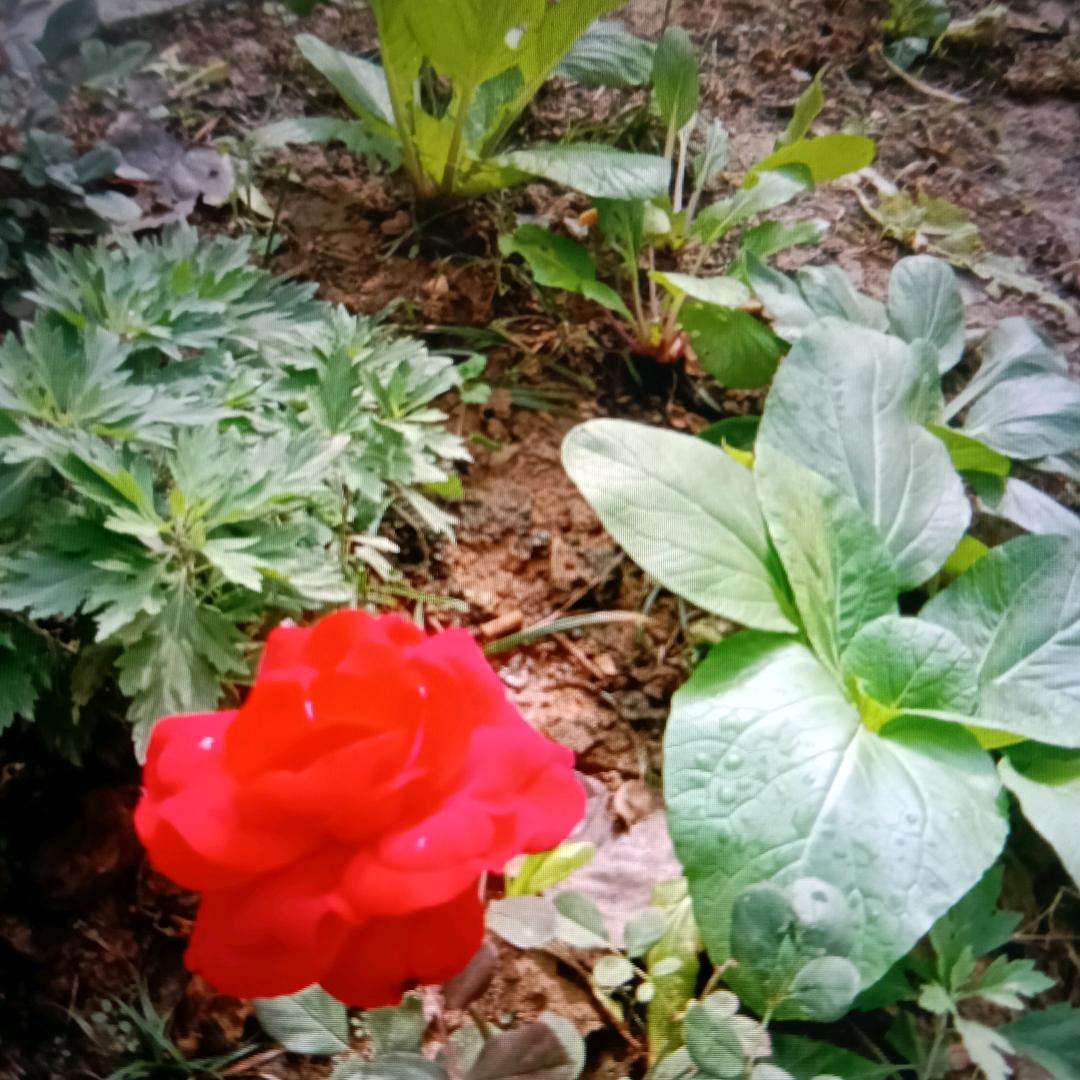 夏天的雨