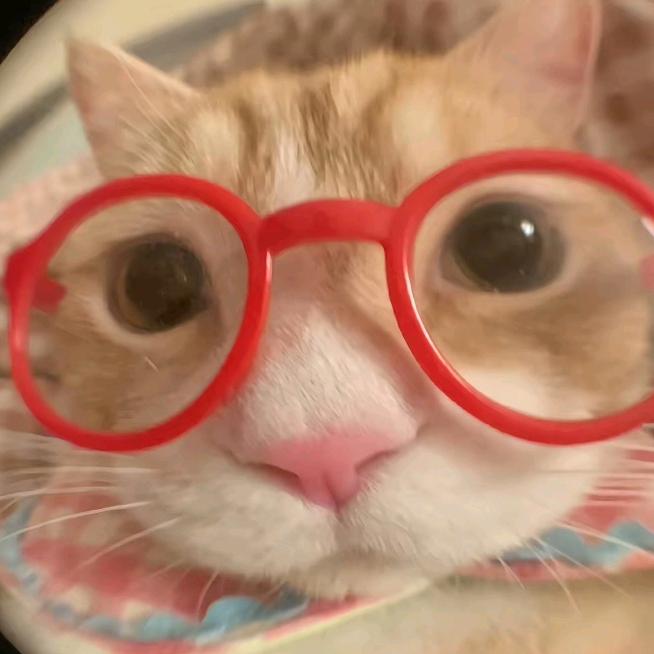 巷子里的小猫^⌯𖥦⌯^ ੭