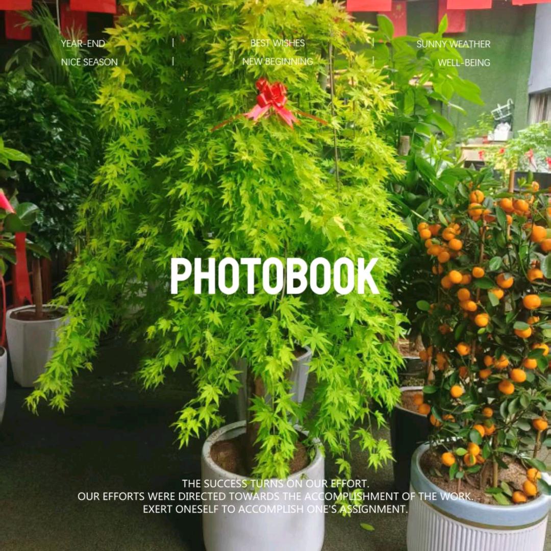 定西锦鸡园花卉绿植批发