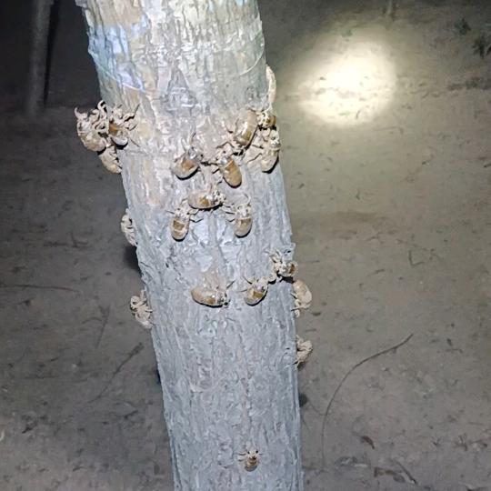 招远金蝉养殖