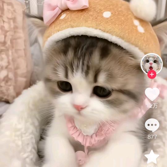 妞儿
