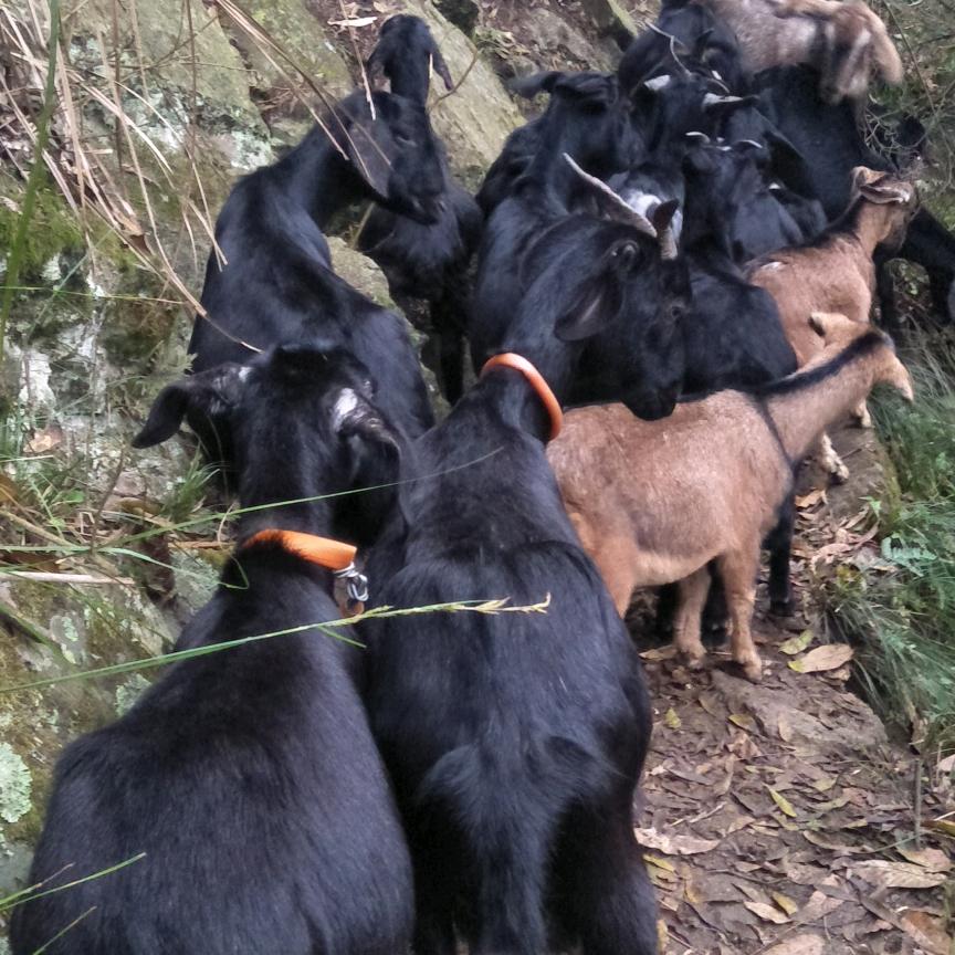 怡乐康家庭养殖