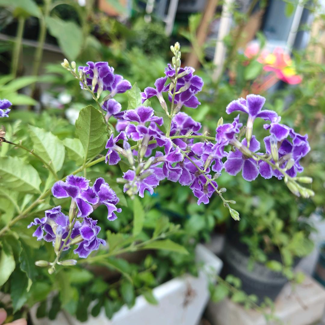 初一十五的花园