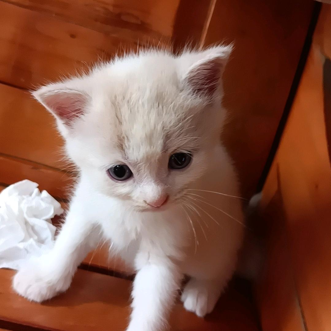 小猫只是饿了而已