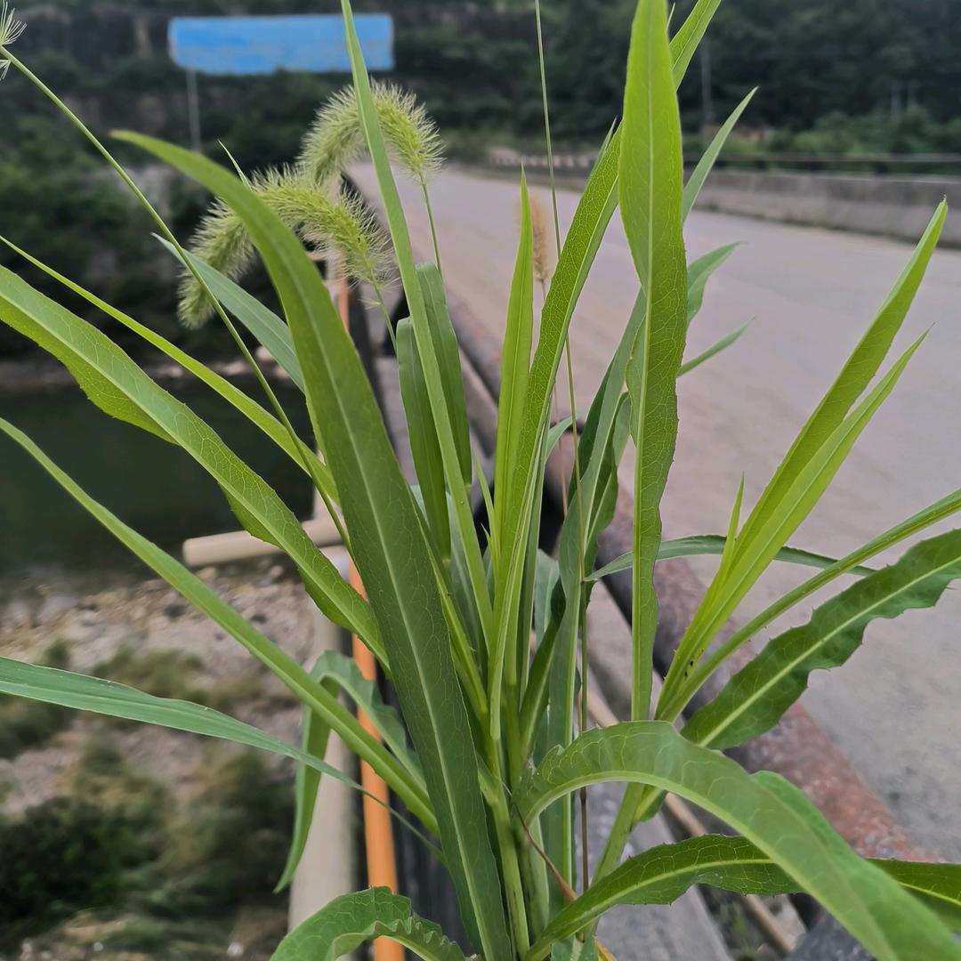 我是憨憨啊