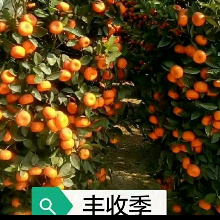 孟      哥