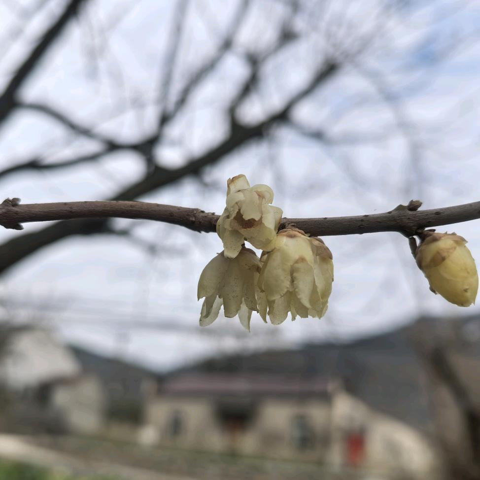 蒹葭