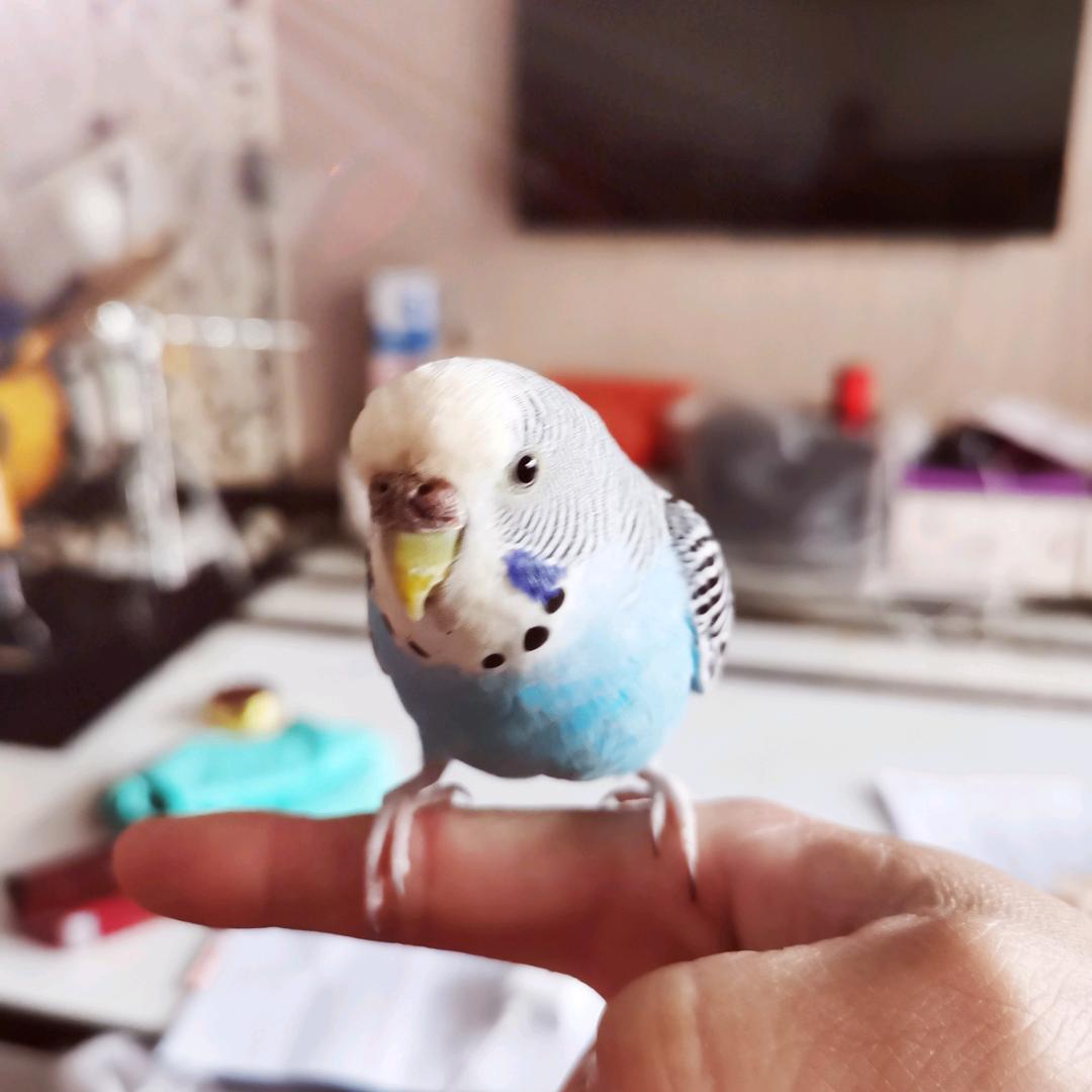 威渡