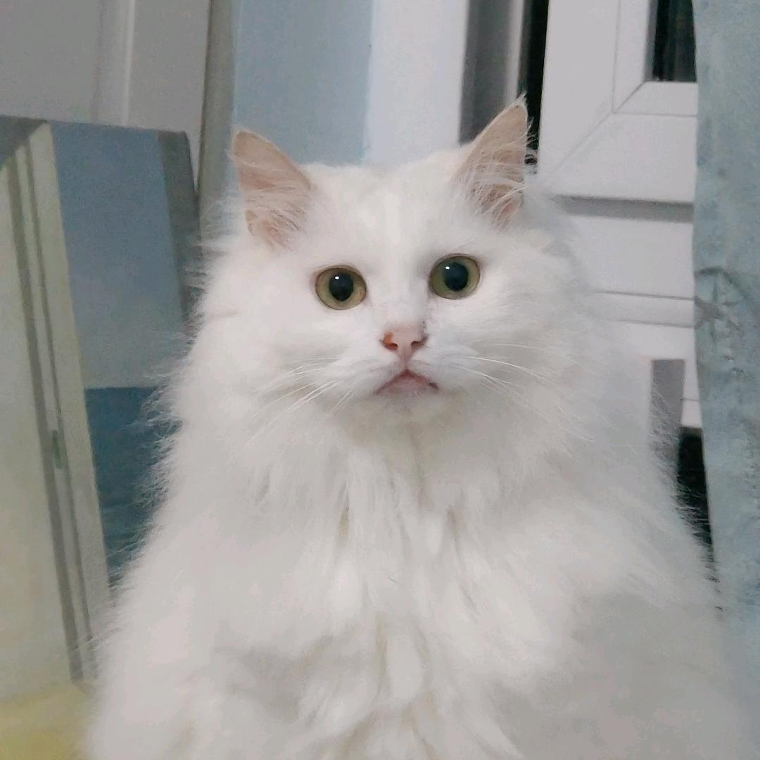 秋天小猫