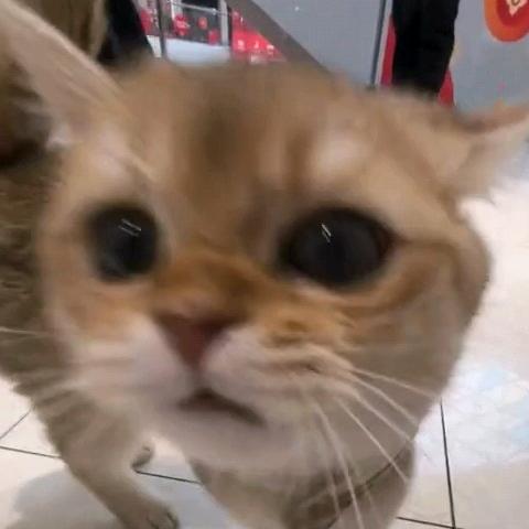 老八的秋裤（戒奶茶版）