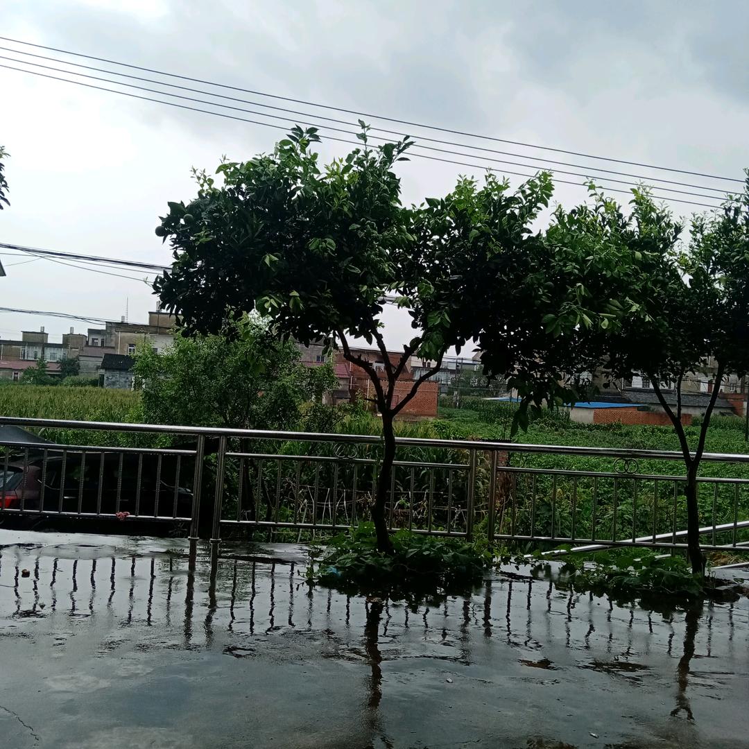 杨支