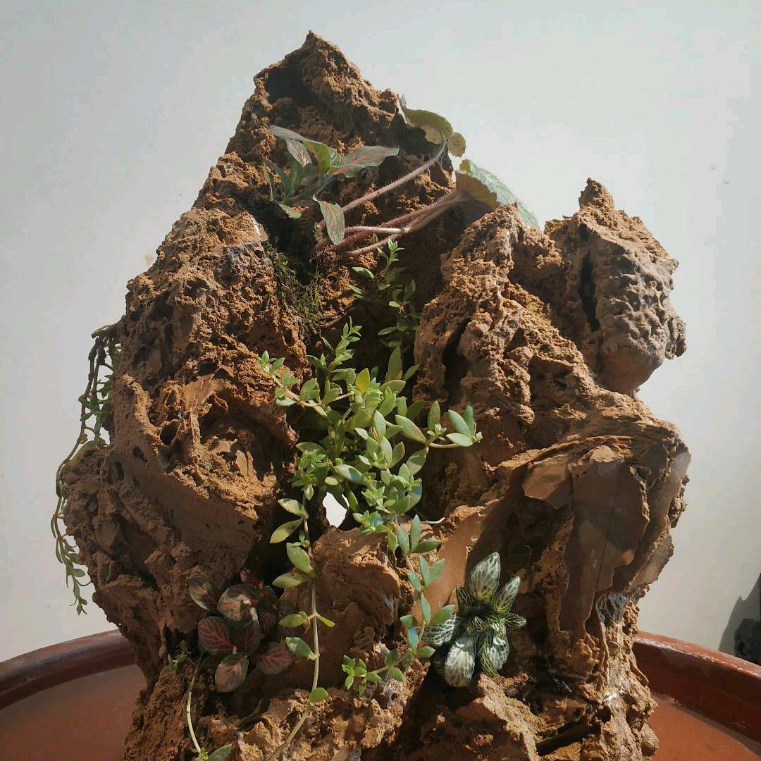 马小哥