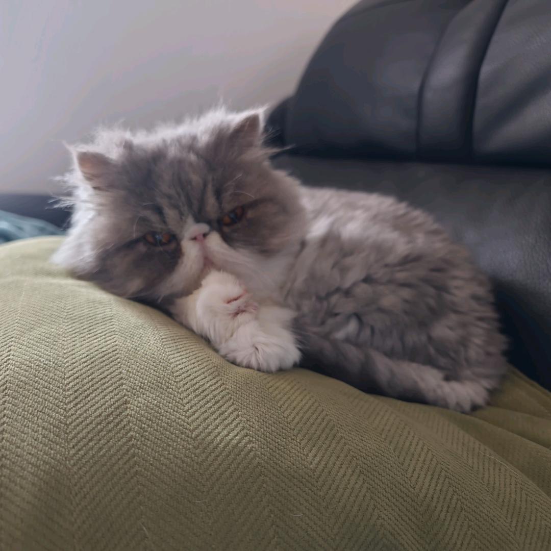 🌈长毛的鸡蛋羹