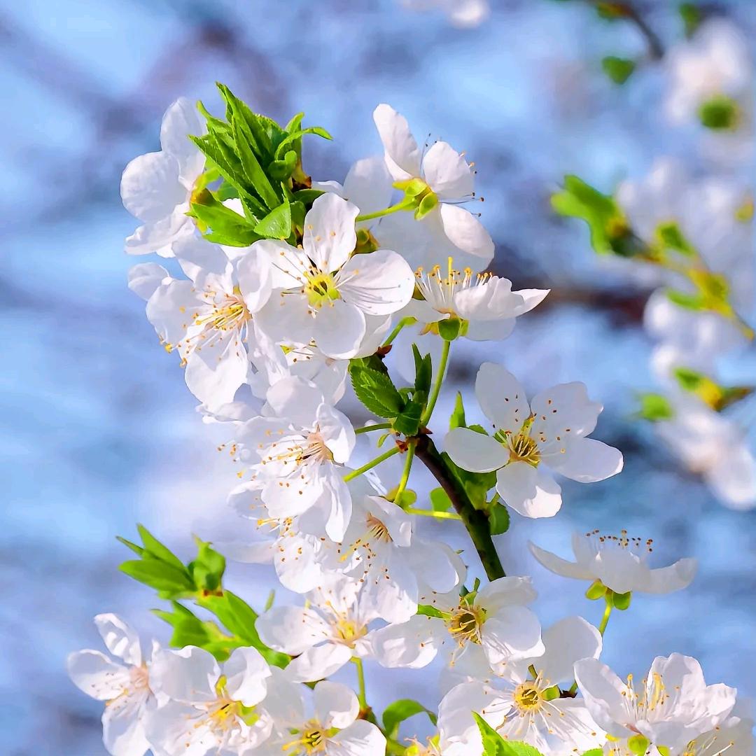海棠未雨 梨花先雪