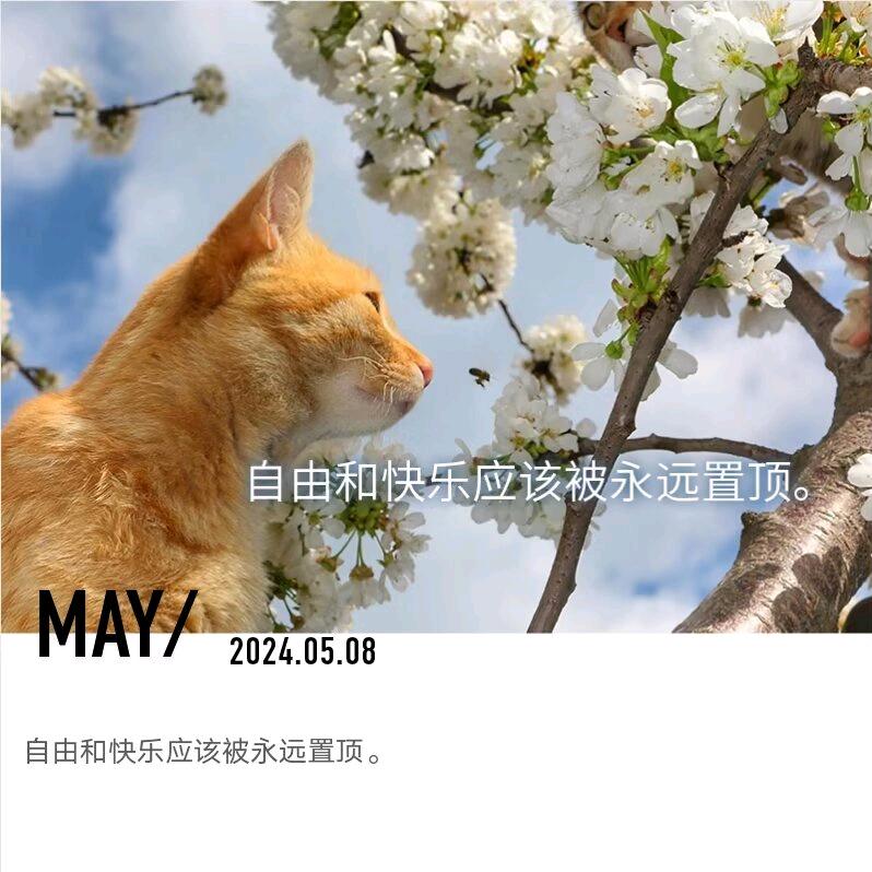 吃布丁的胖丁