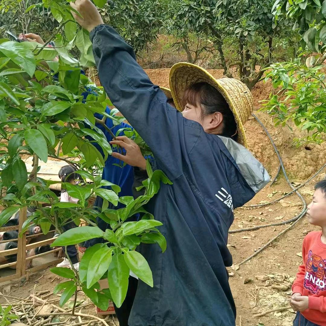 梅州乡村新农人